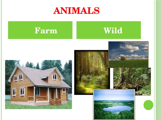 Animals  Farm  Wild