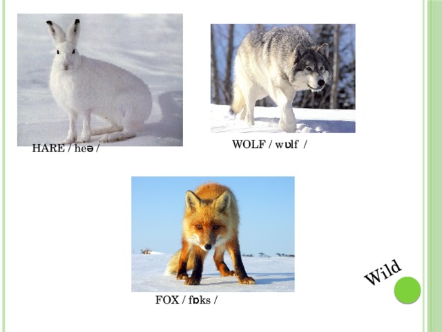 Wild  WOLF / wʋlf / HARE / heə /  FOX / fɒks /
