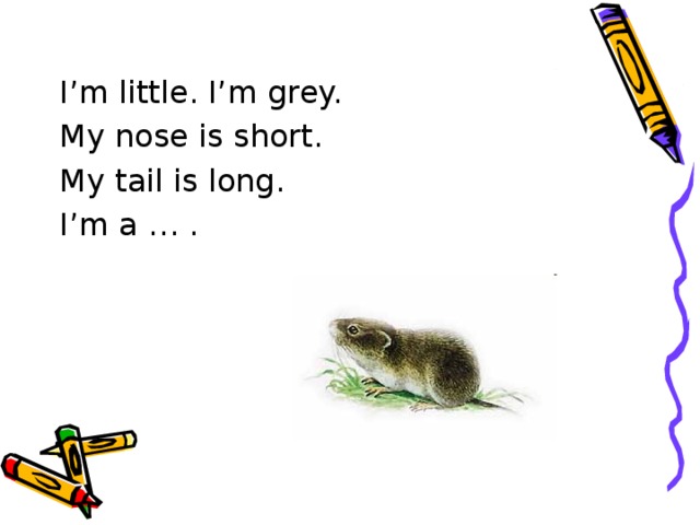 I’m little. I’m grey. My nose is short. My tail is long. I’m a … .