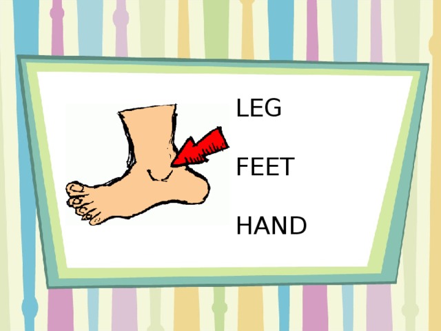 LEG FEET HAND
