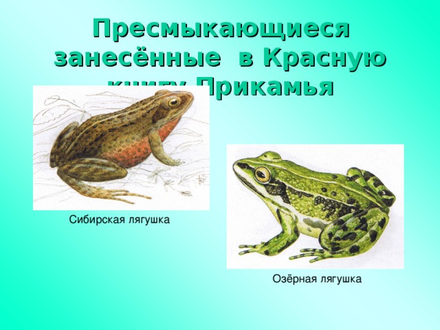 Пресмыкающиеся  занесённые в Красную книгу Прикамья Сибирская лягушка Озёрная лягушка