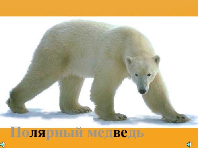 По ля рный мед ве дь