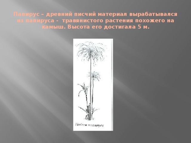 Папирус – древний писчий материал вырабатывался из папируса - травянистого растения похожего на камыш. Высота его достигала 5 м.