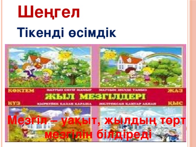 Шеңгел Тікенді өсімдік Мезгіл – уақыт, жылдың төрт  мезгілін білдіреді