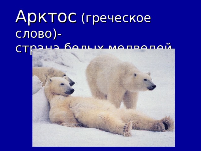 Арктос (греческое слово)-  страна белых медведей
