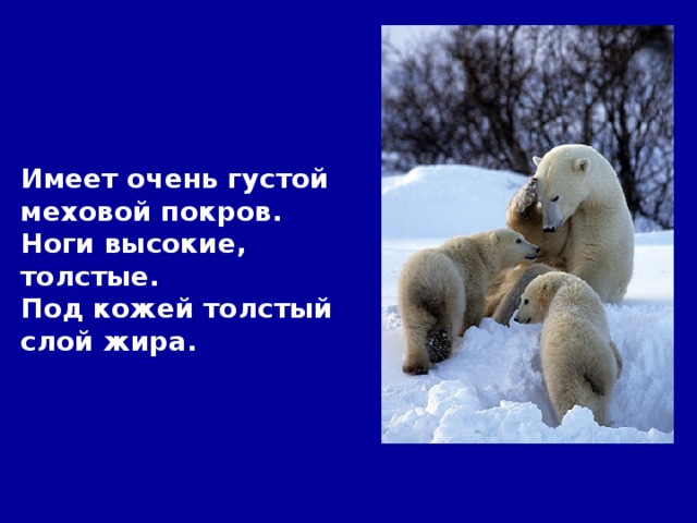 Имеет очень густой меховой покров. Ноги высокие, толстые. Под кожей толстый слой жира.