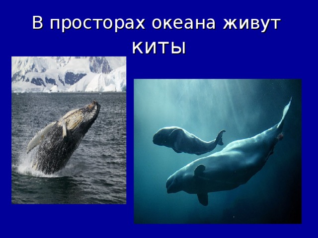 Где живет кит русский язык 1 класс. Кит живет. В каких океанах обитают киты. Где живет кит. Где живет кит в море или в океане.