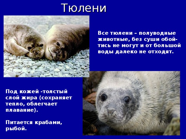Все тюлени – полуводные животные, без суши обой- тись не могут и от большой воды далеко не отходят.  Под кожей -толстый слой жира (сохраняет тепло, облегчает плавание).  Питается крабами, рыбой.