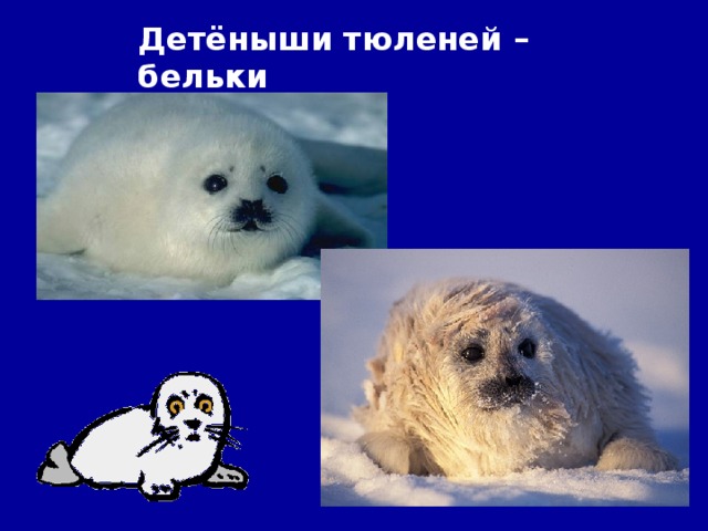 Детёныши тюленей –бельки