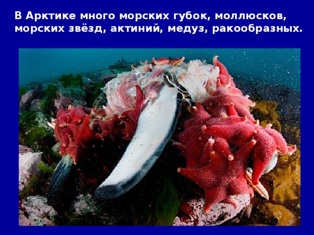 В Арктике много морских губок, моллюсков, морских звёзд, актиний, медуз, ракообразных.