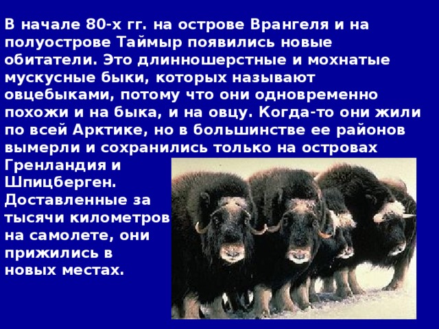 В начале 80-х гг. на острове Врангеля и на полуострове Таймыр появились новые обитатели. Это длинношерстные и мохнатые мускусные быки, которых называют овцебыками, потому что они одновременно похожи и на быка, и на овцу. Когда-то они жили по всей Арктике, но в большинстве ее районов вымерли и сохранились только на островах Гренландия и Шпицберген. Доставленные за тысячи километров на самолете, они прижились в новых местах.