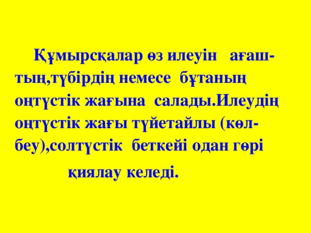 Құмырсқалар өз илеуін ағаш-тың,түбірдің немесе бұтаның оңтүстік жағына салады.Илеудің оңтүстік жағы түйетайлы (көл-беу),солтүстік беткейі одан гөрі  қиялау келеді.