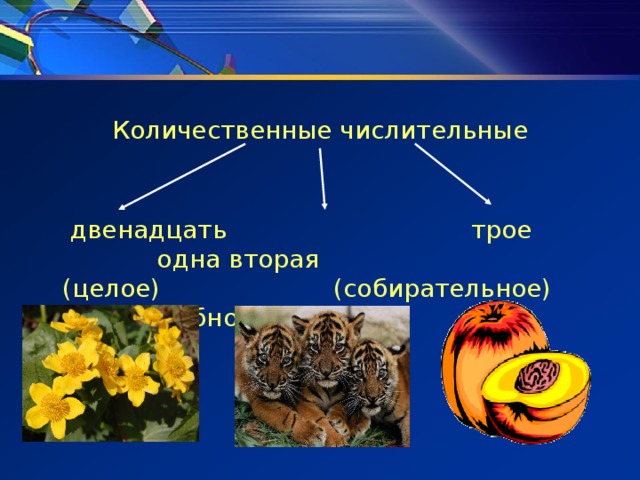 Количественные числительные  двенадцать трое одна вторая (целое) (собирательное) (дробное)