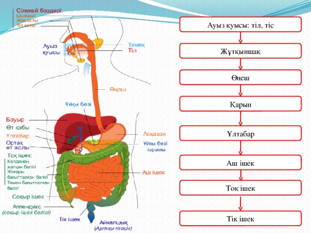 Ауыз қуысы: тіл, тіс Жұтқыншақ Өңеш Қарын Ұлтабар Аш ішек Тоқ ішек Тік ішек
