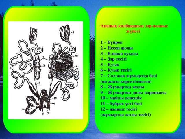 Аналық көлбақаның зәр-жыныс  жүйесі  1 – Бүйрек 2 – Несеп жолы 3 – Клоака қуысы 4 – Зәр тесігі 5 – Қуық 6 – Қуық тесігі 7 – Сол жақ жұмыртқа безі (оң жағы көрсетілмеген) 8 – Жұмыртқа жолы 9 – Жұмыртқа долы воронкасы 10 – майлы денешік 11 – бүйрек үсті безі 12 – жыныс тесігі (жұмыртқа жолы тесігі)