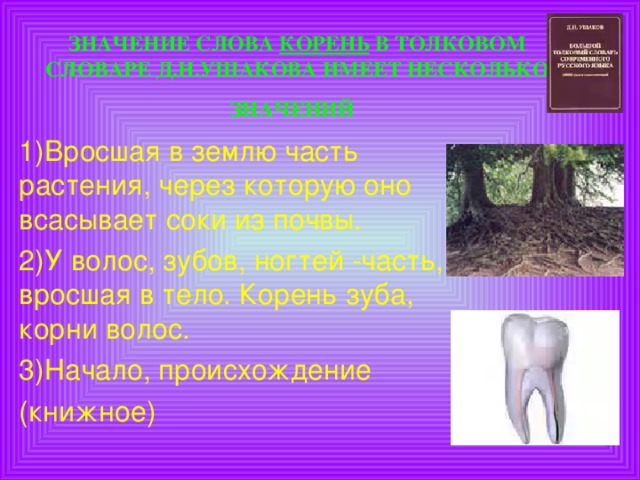 ЗНАЧЕНИЕ СЛОВА КОРЕНЬ В ТОЛКОВОМ СЛОВАРЕ Д.Н.УШАКОВА ИМЕЕТ НЕСКОЛЬКО ЗНАЧЕНИЙ  1)Вросшая в землю часть растения, через которую оно всасывает соки из почвы. 2)У волос, зубов, ногтей -часть, вросшая в тело. Корень зуба, корни волос. 3)Начало, происхождение (книжное)