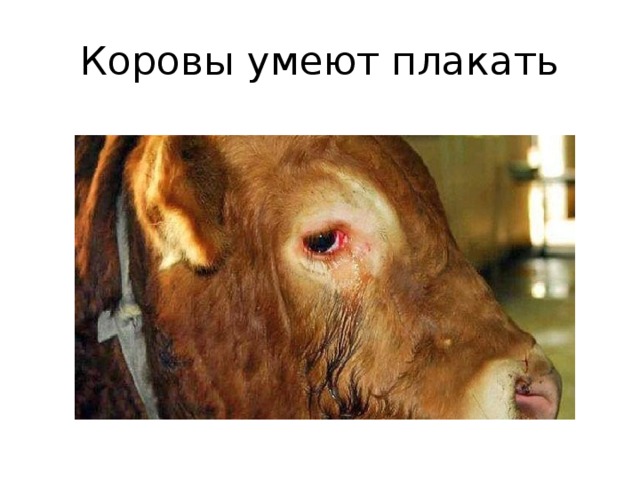 Коровы умеют плакать