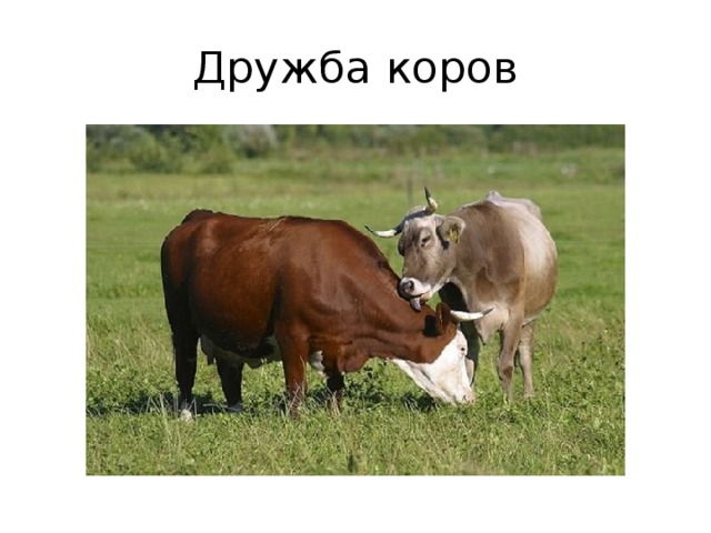 Дружба коров