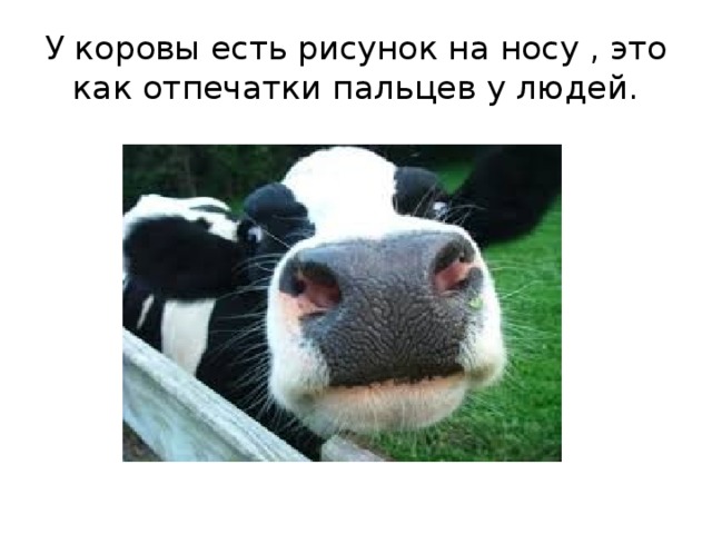 У коровы есть рисунок на носу , это как отпечатки пальцев у людей.