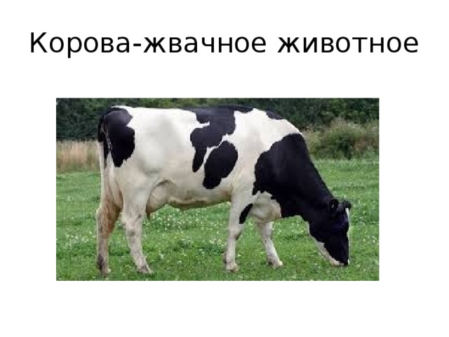 Корова-жвачное животное