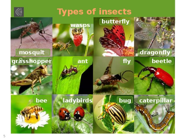 Types of insects butterfly wasps mosquito dragonfly ant beetle grasshopper fly bug caterpillar ladybirds bee