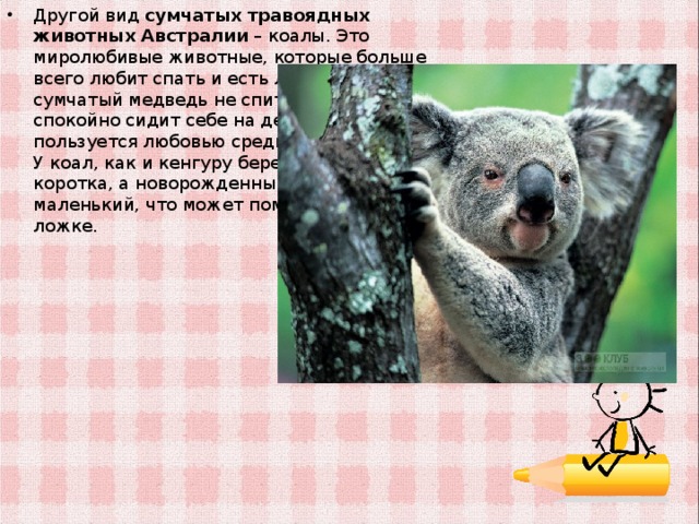 Другой вид сумчатых травоядных животных Австралии – коалы. Это миролюбивые животные, которые больше всего любит спать и есть листья. Когда сумчатый медведь не спит и не ест, он спокойно сидит себе на дереве. За это он пользуется любовью среди местных жителей. У коал, как и кенгуру беременность очень коротка, а новорожденный малыш настолько маленький, что может поместиться в чайной ложке.