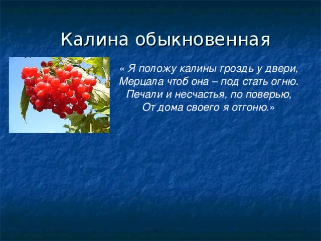 Калина обыкновенная « Я положу калины гроздь у двери,  Мерцала чтоб она – под стать огню.  Печали и несчастья, по поверью,  От дома своего я отгоню. »