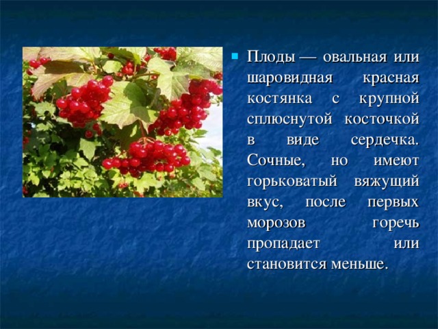 Плоды — овальная или шаровидная красная костянка с крупной сплюснутой косточкой в виде сердечка. Сочные, но имеют горьковатый вяжущий вкус, после первых морозов горечь пропадает или становится меньше.