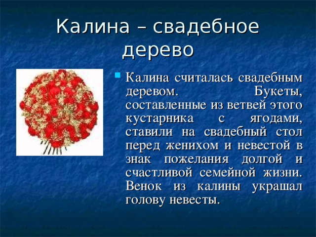 Калина – свадебное дерево