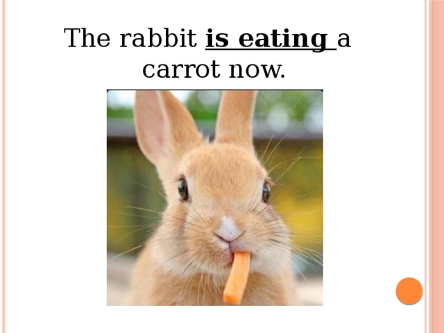 the rabbit is eating a carrot now.