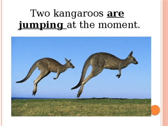 two kangaroos are jumping at the moment.