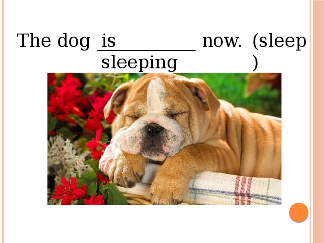 (sleep) is sleeping the dog ___________ now.