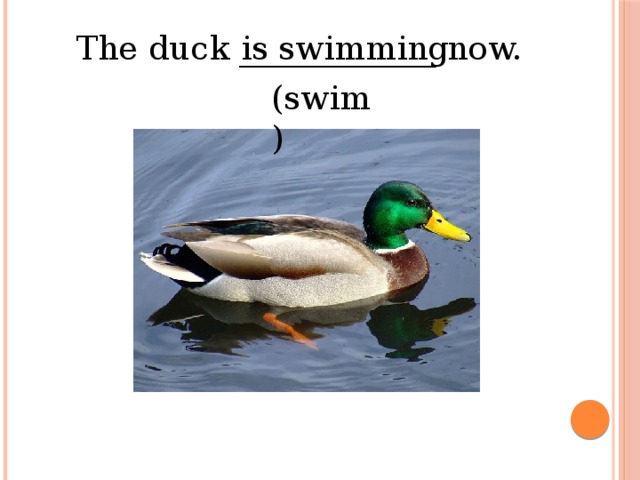 is swimming The duck ____________ now. (swim)