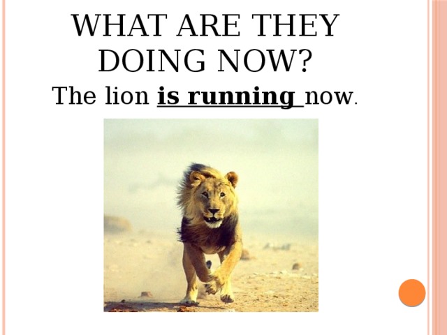 What are they doing now? The lion is running now .