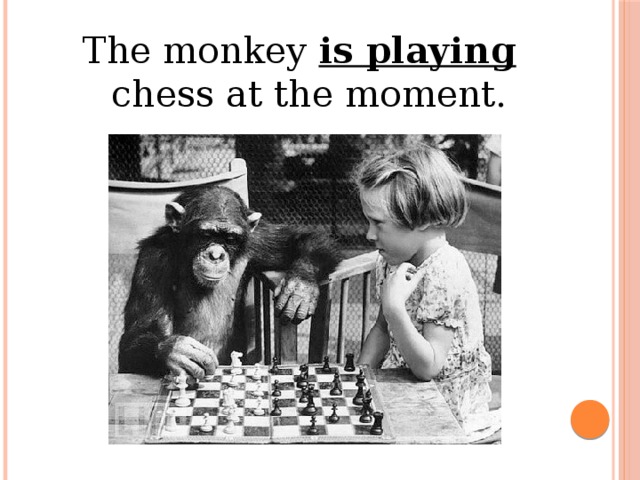 the monkey is playing chess at the moment .