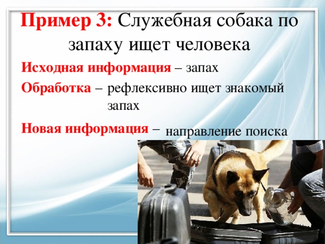 Пример 3: Служебная собака по запаху ищет человека запах Исходная информация – Обработка –  Новая информация – рефлексивно ищет знакомый запах направление поиска