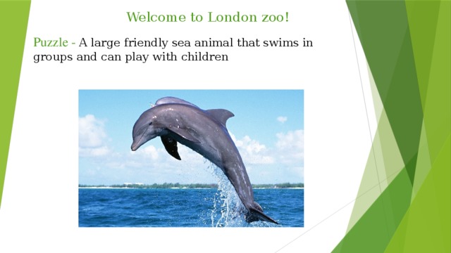 Welcome to London zoo!   Puzzle - A large friendly sea animal that swims in groups and can play with children