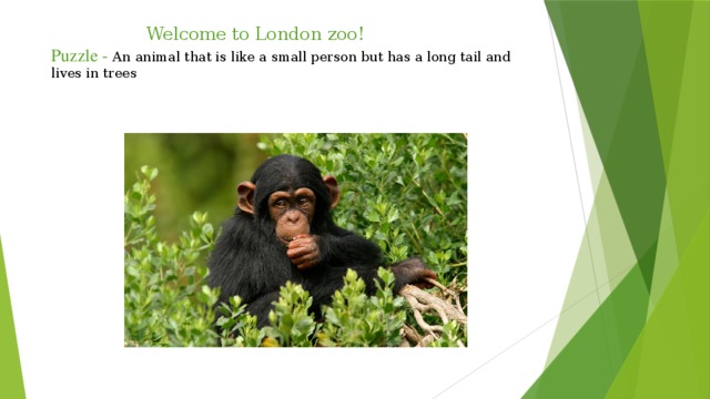 Welcome to London zoo!  Puzzle - An animal that is like a small person but has a long tail and lives in trees