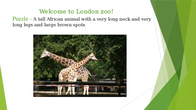 Welcome to London zoo!  Puzzle - A tall African animal with a very long neck and very long legs and large brown spots