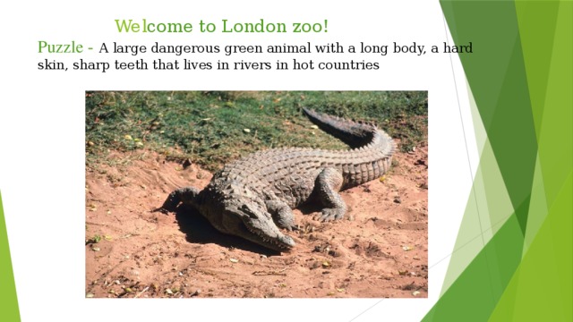 Wel come to London zoo!  Puzzle -  A large dangerous green animal with a long body, a hard skin, sharp teeth that lives in rivers in hot countries