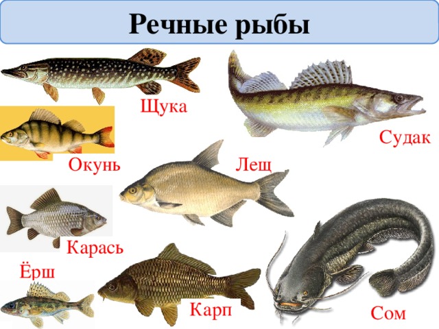 Презентация для дошкольников рыбы морские и речные