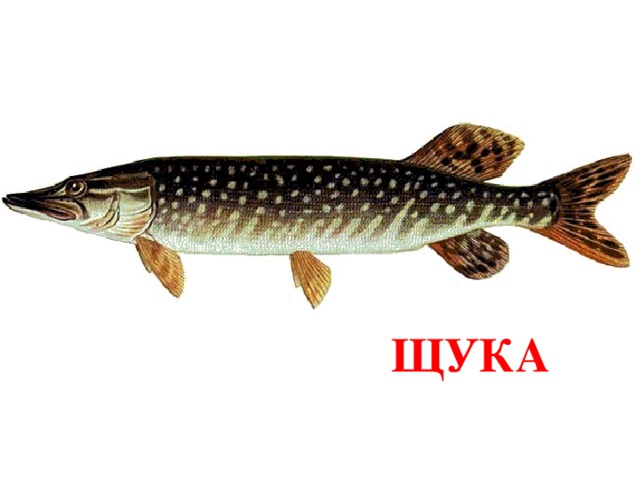 ЩУКА