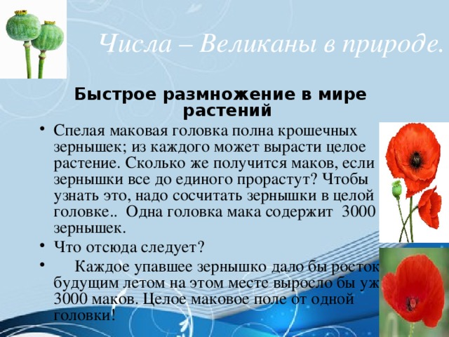 Сколько маков. Интересные факты о маке. Факты о цветке Мак. Рассказ про растение Мак. Размножение растений Мак.