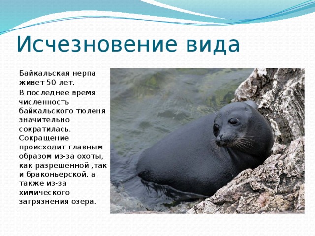 Исчезновение вида Байкальская нерпа живет 50 лет.  В последнее время численность байкальского тюленя значительно сократилась. Сокращение происходит главным образом из-за охоты, как разрешенной ,так и браконьерской, а также из-за химического загрязнения озера.