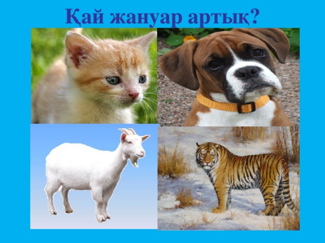 Қай жануар артық?