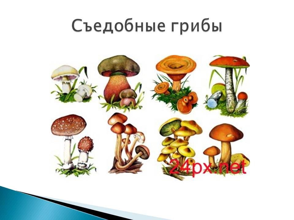 Ребенка съедобный гриб. Карточки грибы съедобные и несъедобные. Съедобные грибы для детей. Съедобные и несъедобные грибы для детей. Съедобные грибы картинки для детей.