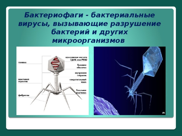 Бактериофаги - бактериальные вирусы, вызывающие разрушение бактерий и других микроорганизмов