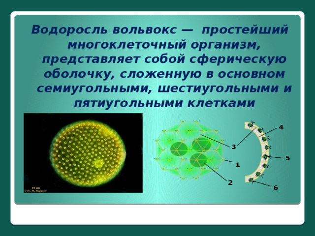 Водоросль вольвокс — простейший многоклеточный организм, представляет собой сферическую оболочку, сложенную в основном семиугольными, шестиугольными и пятиугольными клетками