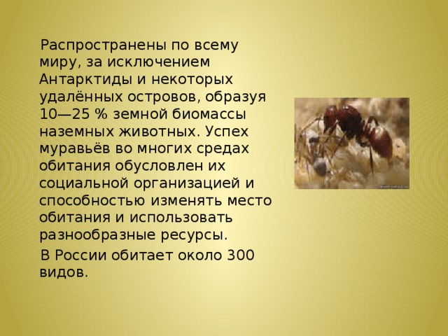 Распространены по всему миру, за исключением Антарктиды и некоторых удалённых островов, образуя 10—25 % земной биомассы наземных животных. Успех муравьёв во многих средах обитания обусловлен их социальной организацией и способностью изменять место обитания и использовать разнообразные ресурсы.  В России обитает около 300 видов.