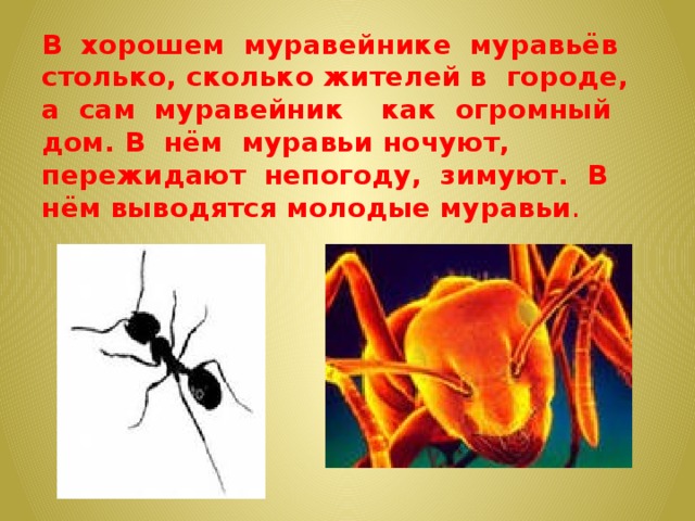 В хорошем муравейнике муравьёв столько, сколько жителей в городе, а сам муравейник как огромный дом. В нём муравьи ночуют, пережидают непогоду, зимуют. В нём выводятся молодые муравьи .